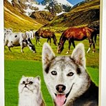 X-LAZINE - Box Front